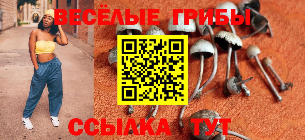 Псилоцибиновые грибы Psilocybe Сосновоборск